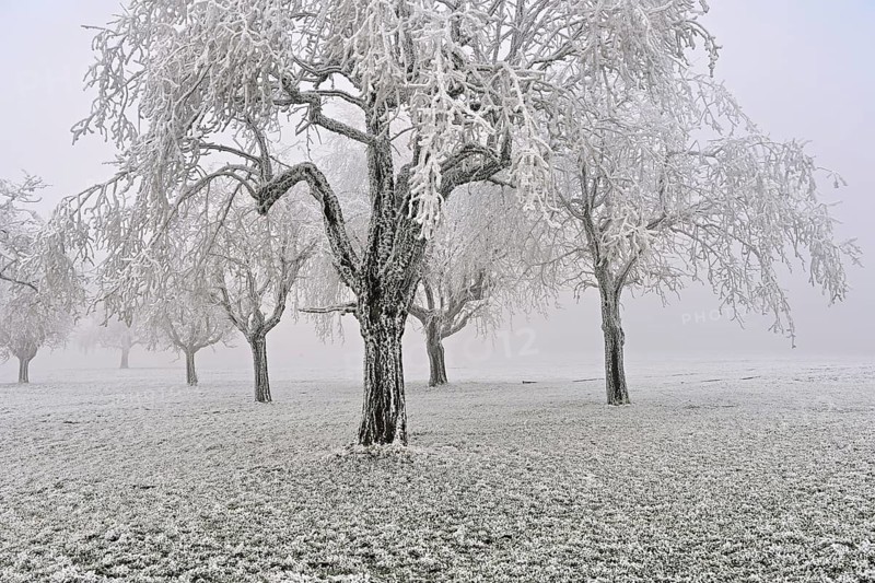Row of trees with hoarfrost, Lindenberg, Freiamt, Canton of Aargau, Switzerland