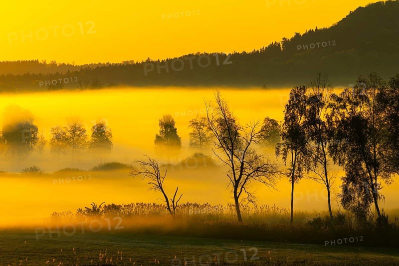 Early morning fog over the moor, birch (Betula), birch family (Betulaceae), dawn, fog, Pfrungen, Pfrunger-Burgweiler Ried, Baden-Wuerttemberg, Germany