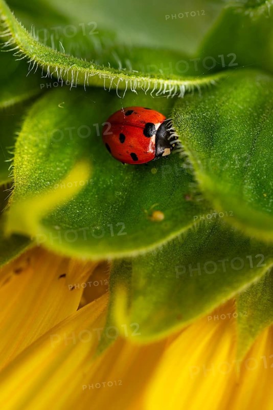 Macro photograph of a red seven-spot ladybird (Coccinella septempunctata) in the yellow and green flower of a sunflower (Helianthus annuus), Germany