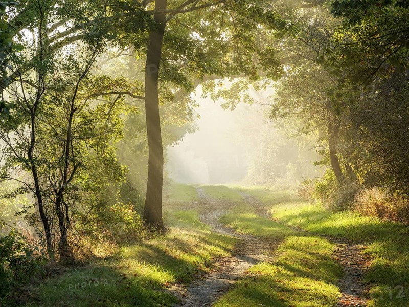 Hiking trail through light-flooded forest on Kleiner Fallstein, sun rays breaking through morning fog, Osterwieck, Saxony-Anhalt, Germany