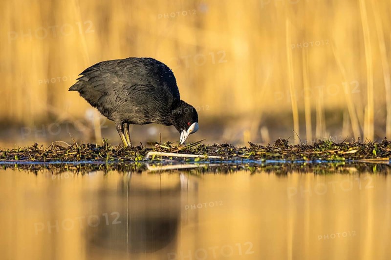 Eurasian Coot (Fulica atra), North Rhine-Westphalia, Germany