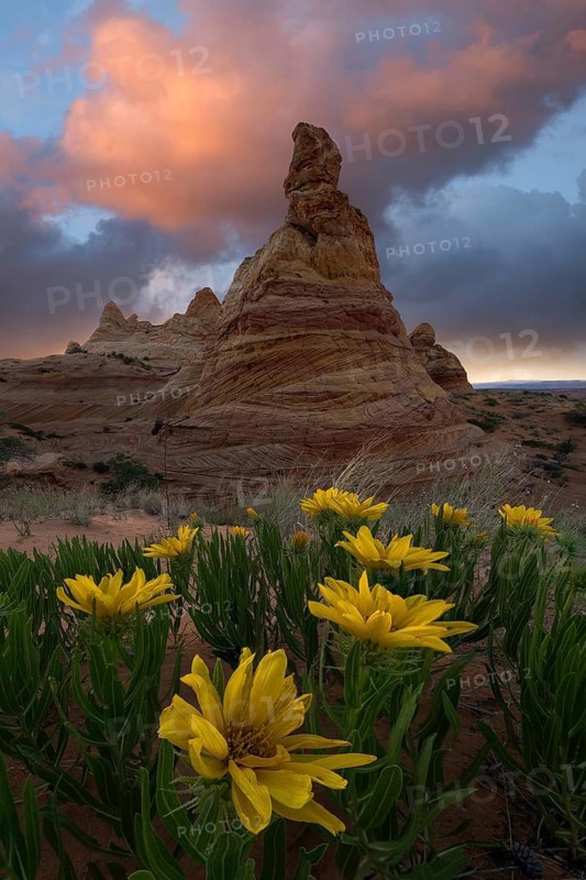 Vibrant desert sunflowers bloom in the foreground against the stunning background of a towering rock formation in Coyote Buttes, part of the Paria Canyon-Vermilion Cliffs Wilderness in Arizona, under a dramatic cloudy sky