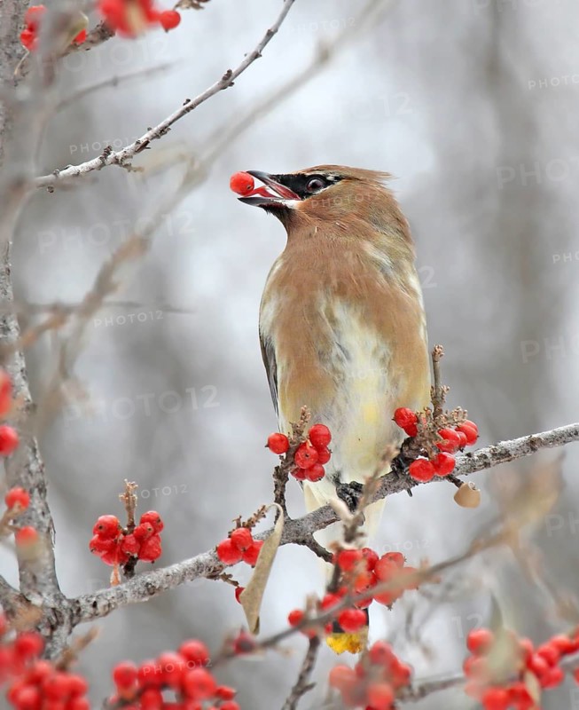 Cedar Waxwing, Bombycilla cedrorum, eating berries in the winter at Diefenbaker Park, Saskatchewan, Canada