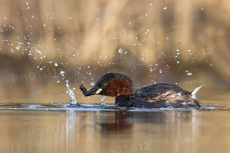 Little Grebe (Tachybaptus ruficollis) with fish prey in its beak, North Rhine-Westphalia, Germany