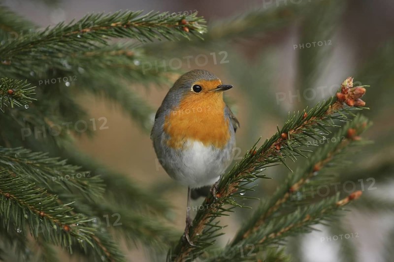 European Robin (Erithacus rubecula), Lower Saxony, Germany