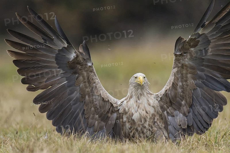 White-tailed Eagle (Haliaeetus albicilla), Kutno, Poland
