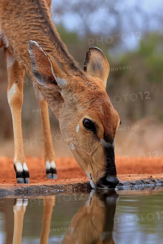 Nyala (Tragelaphus angasii), adult, female, drinking, at the water, portrait, Kruger National Park, Kruger National Park, Kruger National Park South Africa