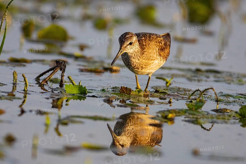 Spotted Redshank (Tringa erythropus) Hungary