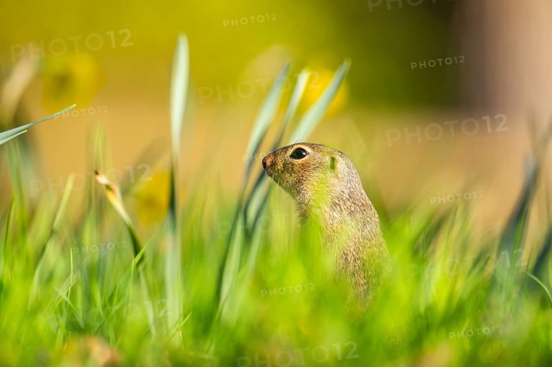 European ground squirrel (Spermophilus citellus) on a meadow, Bavaria, Germany