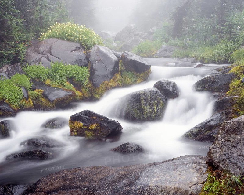 A serene mountain stream cascades over moss-covered rocks, surrounded by lush greenery and wildflowers, with misty air creating a dreamy atmosphere in Mount Rainier National Park