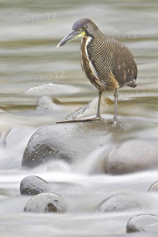 Fasciated Tiger Heron (Tigrisoma fasciatum), Costa Rica