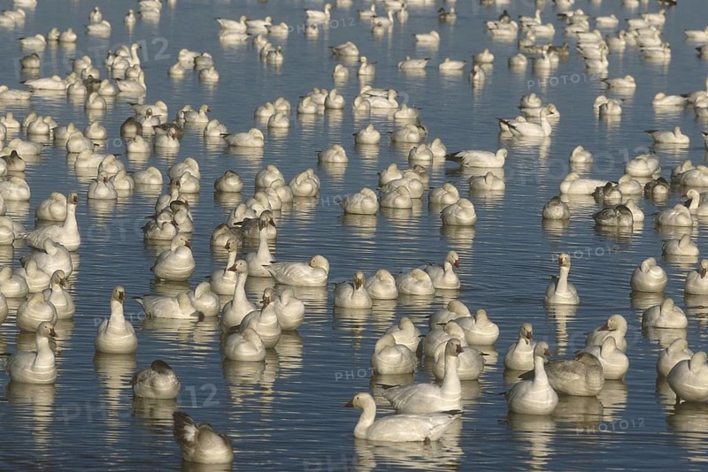 Snow Goose (Anser caerulescens), New Mexico, USA