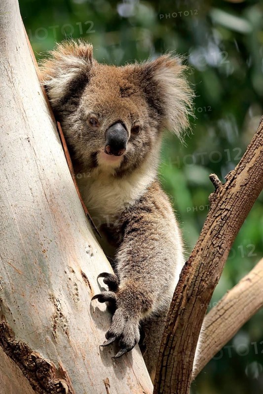 Koala (Phascolarctos cinereus), adult on tree, portrait, Mount Lofty, South Australia, Australia