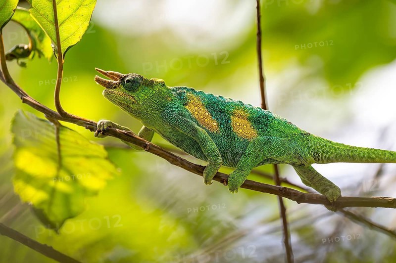 Three-horned chameleon (Trioceros jacksonii), male, between leaves on a branch, Bwindi Impenetrable Forest National Park, Uganda