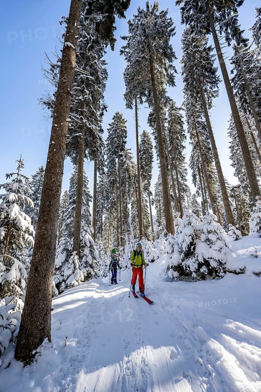 Ski tourers and snowshoe hikers in a snowy winter forest, ascent to the Teufelstättkopf, snow-covered mountain landscape, Ammergau Alps, Bavaria, Germany