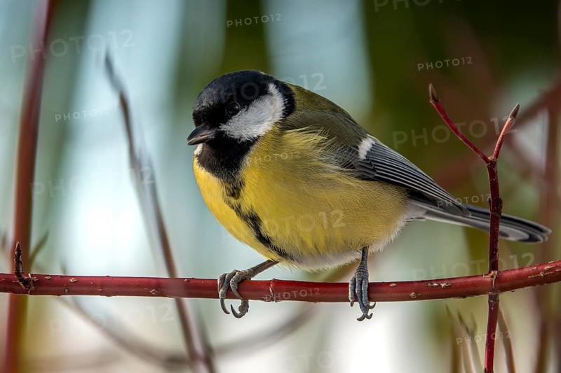 Great tit (Parus major), sitting on a branch, Baden-Württemberg, Germany
