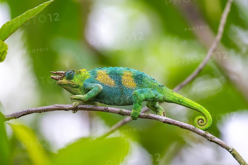 Three-horned chameleon (Trioceros jacksonii), male, between leaves on a branch, Bwindi Impenetrable Forest National Park, Uganda