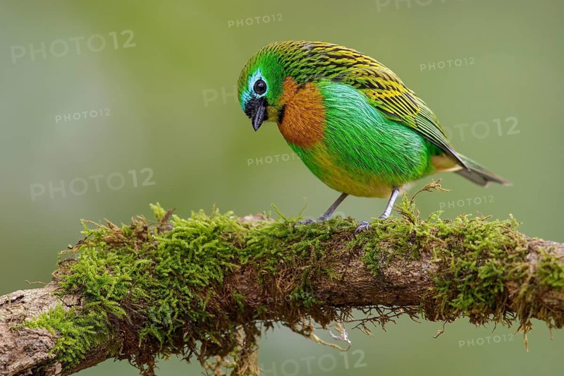 Brassy-breasted Tanager (Tangara desmaresti) perched on a branch in the Atlantic Rainforest Region of Brazil