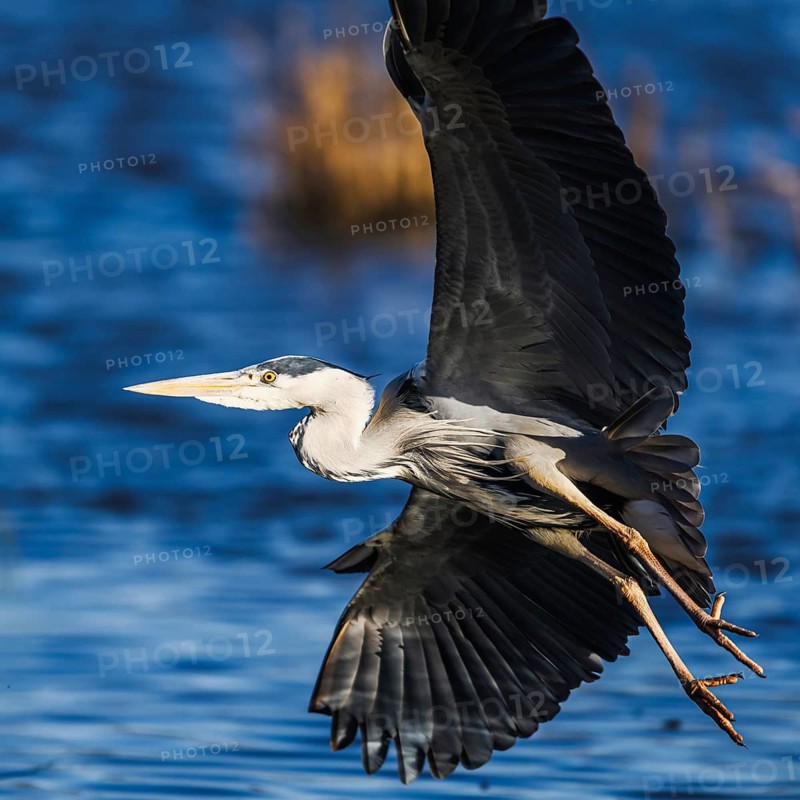 Grey Heron, Ardea cinerea, bird in winter on marshes in winter