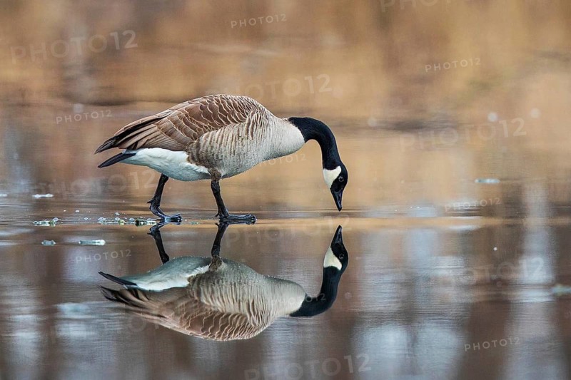 Canada Goose (Branta canadensis) on ice, Baden-Wuerttemberg, Germany