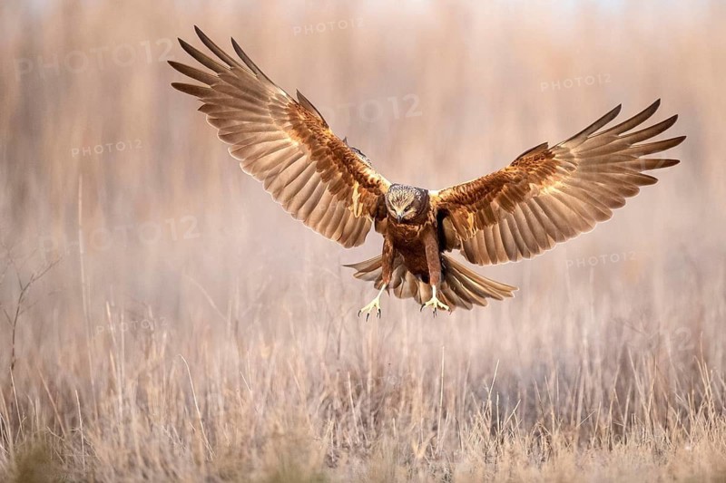 Western Marsh Harrier (Circus aeruginosus) male flying, Castile-La Mancha, Spain