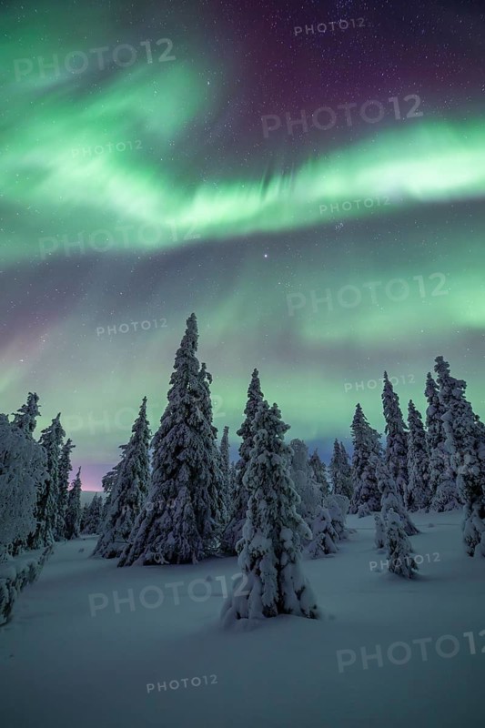 Northern lights over winter landscape, snow-covered trees, Riisitunturi National Park, Posio, Lapland, Finland