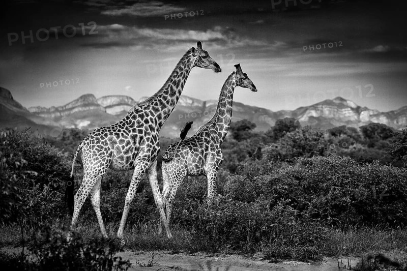 Two giraffes with Drakensberg mountain. Vegetation with big animals. Wildlife scene from nature. Evening light in the forest, Africa. Black and white art photo