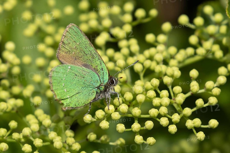 Green hairstreak butterfly (Callophrys rubi) adult insect on flower buds in spring, Suffolk, England, United Kingdom