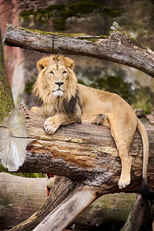 Asiatic lion (Panthera leo persica), male, lying, captive, Germany