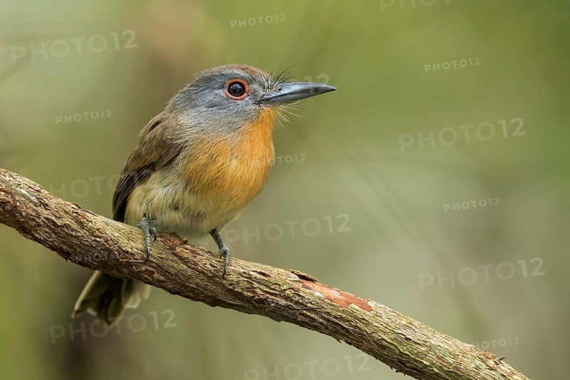Grey-cheeked Nunlet (Nonnula frontalis) perched on a branch in Panama