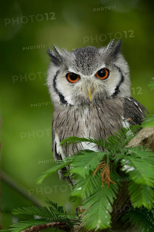 Northern White-faced Owl (Ptilopsis leucotis) captive, Germany