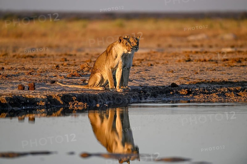 Two lionesses (Panthera leo) in the morning light at the Nxai Pan waterhole, Nxai Pan National Park, near Gweta, Central District, Botswana
