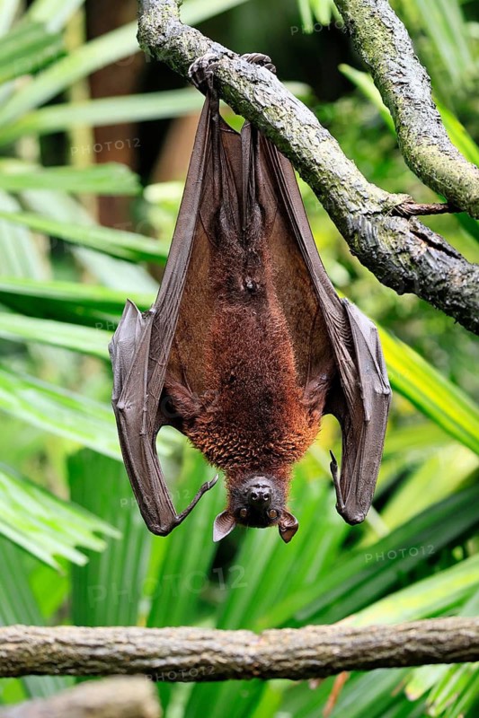 Kalong flying fox (Pteropus vampyrus), adult, resting, in sleeping tree, during the day, Singapore, Southeast Asia
