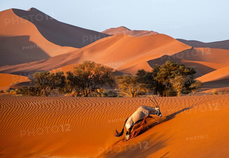 Oryx gazella, oryx antelope walking in front of the red sand dunes of the Namib Desert, Sossusvlei region, Namib-Naukluft Park, Namibia