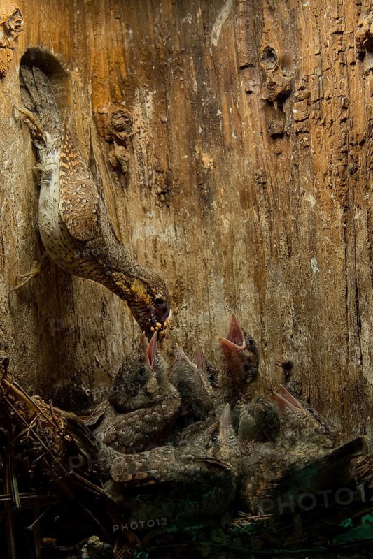 Eurasian Wryneck (Jynx torquilla) feeding chicks in nesting box, Saxony, Germany