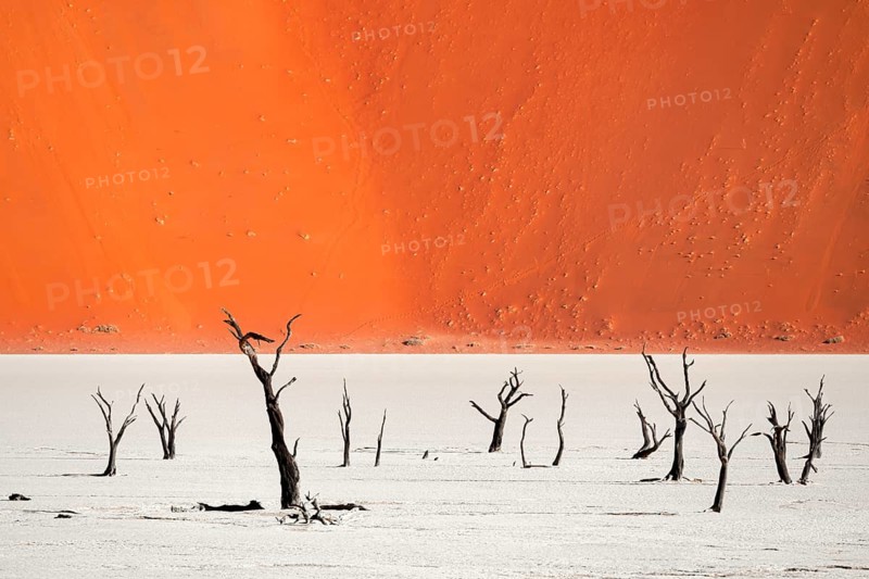 Dead camel thorn trees (Vachellia erioloba), red sand dunes, white salt pan, Dead Vlei, Sossusvlei, Namib Desert, Namib-Naukluft Park, Namibia