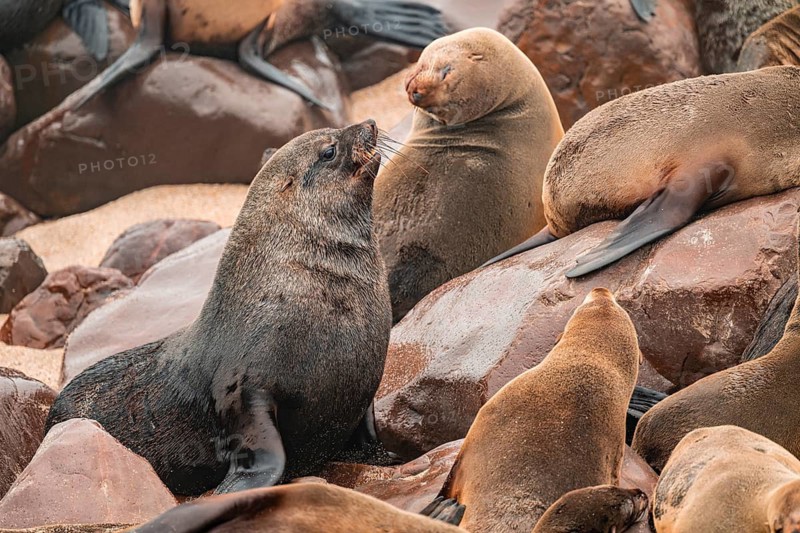 Seal colony, fur seal, Cape fur seal (Arctocephalus pusillus), Cape Cross, Atlantic coast, Namibia