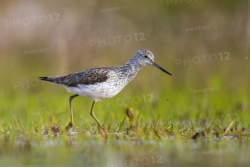 Common Greenshank (Tringa nebularia), North Rhine-Westphalia, Germany
