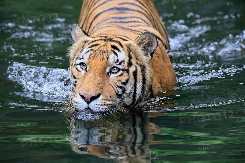 Malaysia tiger (Panthera tigris jacksoni), adult, in water, alert, Malaysia, Southeast Asia