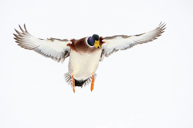Flying mallard (anas platyrhynchos) in the snow, Vechta, Lower Saxony, Germany