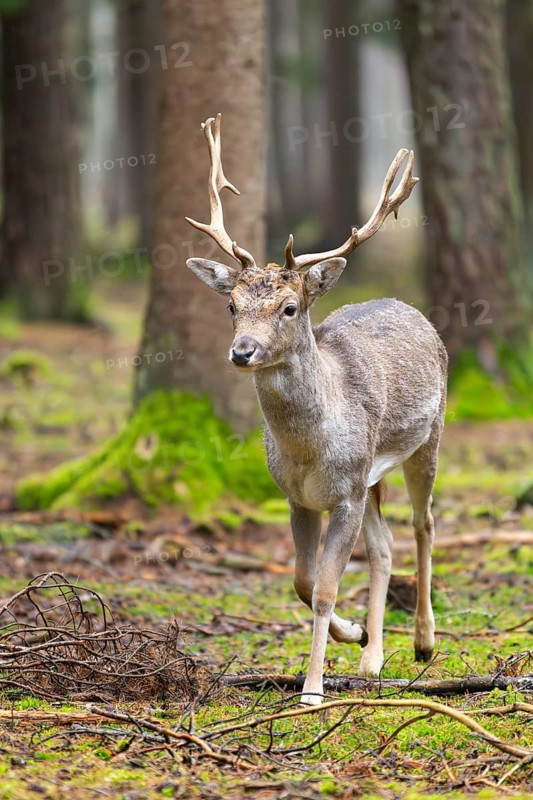 European fallow deer (Dama dama) buck in a forest in autumn, Bavaria, Germany
