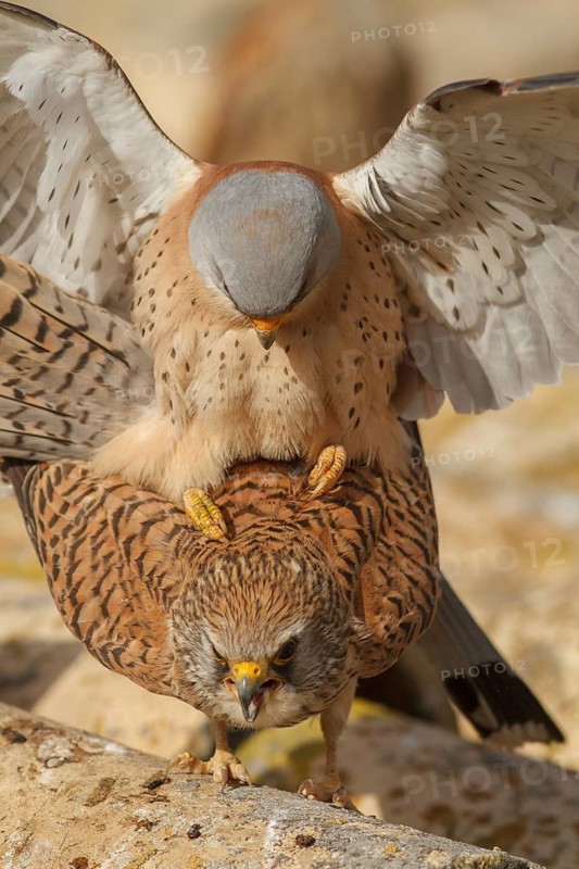 Lesser Kestrel (Falco naumanni), pair mating, Castile-La Mancha