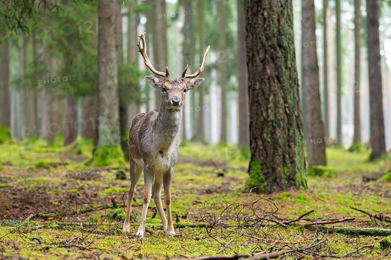 European fallow deer (Dama dama) buck in a forest in autumn, Bavaria, Germany