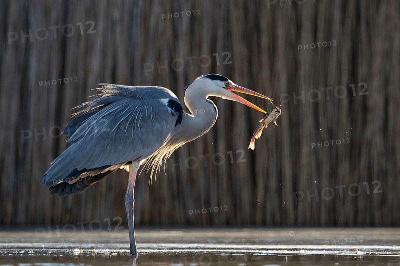 Grey Heron (Ardea cinerea) with fish prey in beak, Pusztaszer, Hungary