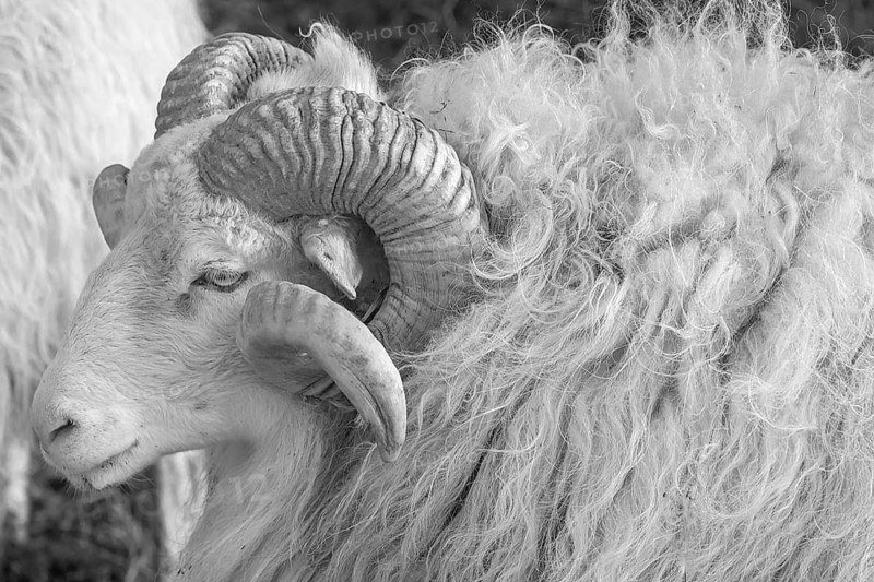 Sheep, male horned Moorschnucke (Ovis aries), black and white, Rehna, Mecklenburg-Vorpommern, Germany