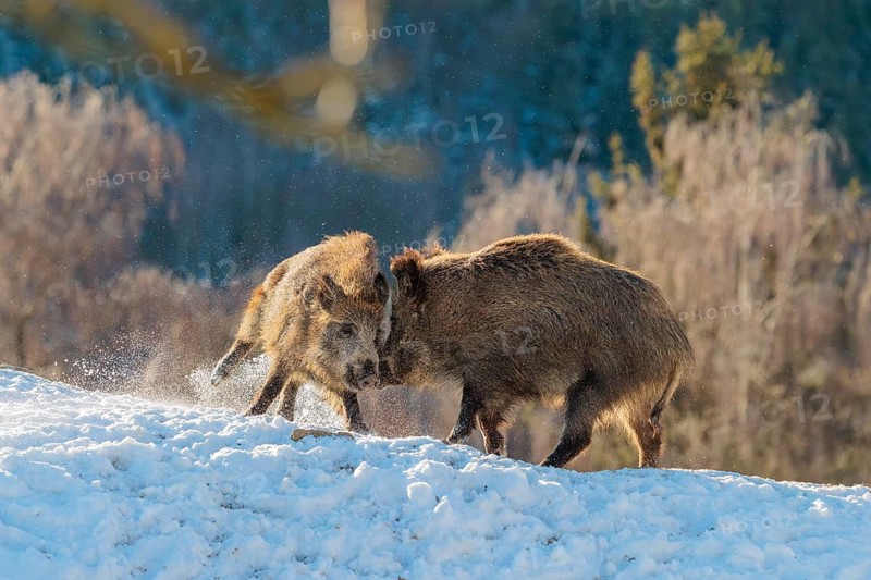 Two young wild boars (Sus scrofa) wrestle with each other in the backlight of the sun in a clearing. Their raised dorsal crests glow in the light. Bavaria, Germany