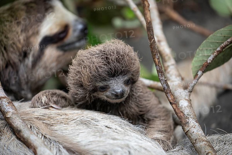 Close up of a cute baby three-toed sloth (Bradypus variegatus) resting on its mother's belly. Manzanillo, Limon, Costa Rica