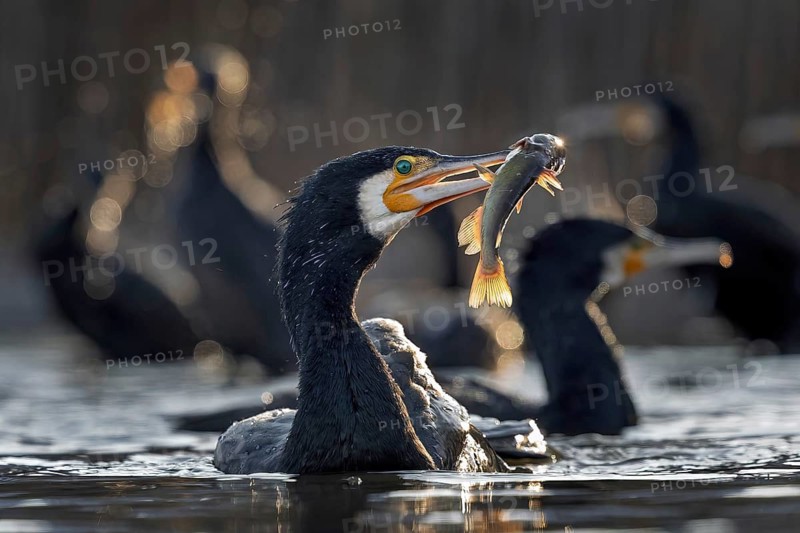 Cormorant (Phalacrocorax carbo) with catfish as prey, hunting, fishing, successful, Black bullhead (Ameiurus melas), eating, invasive species, hunting scene, sunrise, morning light, Kiskunsag National Park, Hungary