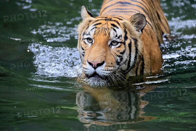 Malaysia tiger (Panthera tigris jacksoni), adult, in water, alert, Malaysia, Southeast Asia