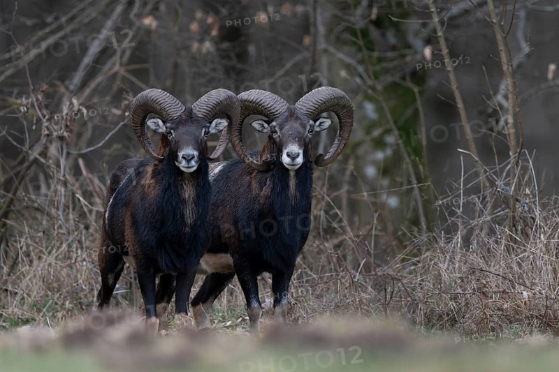 Mouflon (Ovis gmelini), Bitburg, Rhineland-Palatinate, Germany